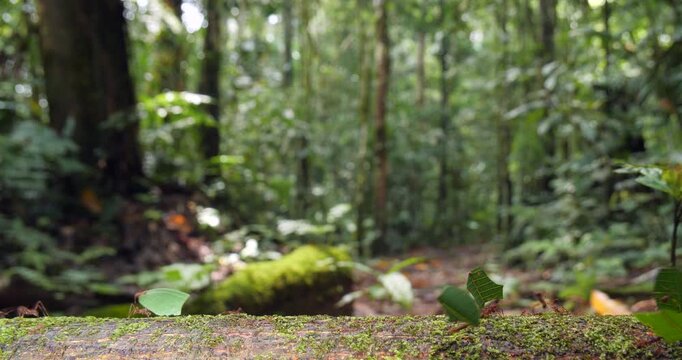 Leaf Cutter Ants (Atta sp.) walking along a log. With pristine rainforest in background, Yasuni National Park, Orellana province, the Ecuadorian Amazon.