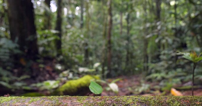 Leaf Cutter Ants (Atta sp.) walking along a log. With pristine rainforest in background, Yasuni National Park, Orellana province, the Ecuadorian Amazon.
