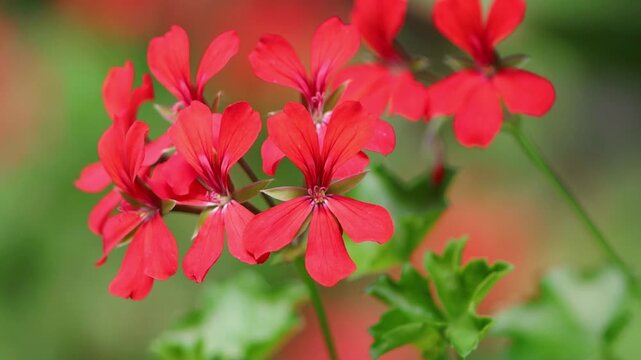 Red geranium blossoms sway gently in the wind, geraniums in full bloom surrounded by green leaves, close-up of geranium pistil, red petals, pelargonium