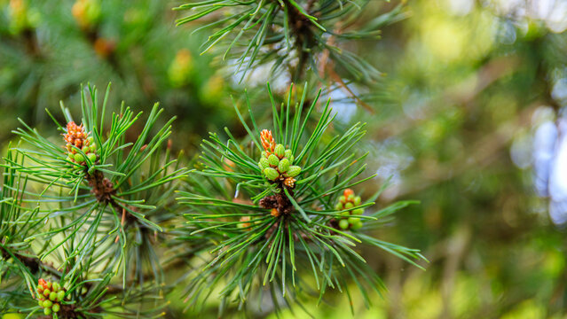 New pine tree buds growing on branches in a forest during spring time showing green colors and fresh growth