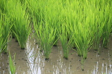 Obraz premium Young green rice seedlings growing in a flooded paddy field.