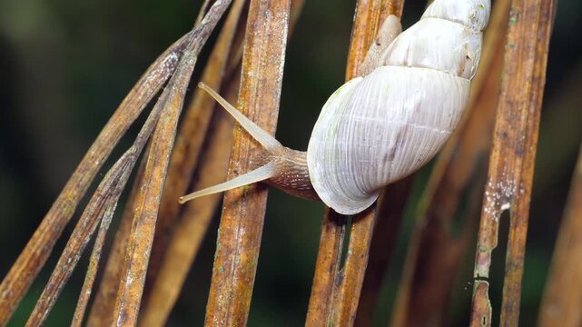 Land snail (Drymaeus sp.) browsing on a dead palm frond in the rainforest. Yasuni National Park, Orellana province, the Ecuadorian Amazon.