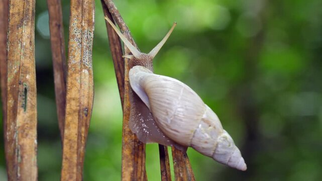 Land snail (Drymaeus sp.) browsing on a dead palm frond in the rainforest. Yasuni National Park, Orellana province, the Ecuadorian Amazon.