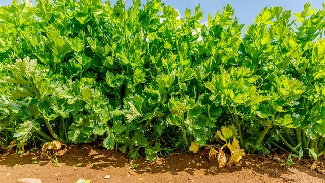 Celery plants grow in a field during sunny weather in a rural area