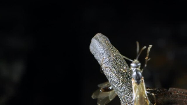 Flying ants (Dolichoderus sp) emerging from nest, one takes flight, slow motion, In the Ecuadorian Amazon, Yasuni National Park, Orellana province.