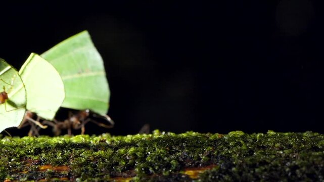 Leaf Cutter Ants (Atta sp.) carrying a leaf along a branch in slow motion. In the Ecuadorian Amazon, Yasuni National Park, Orellana province.