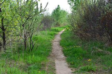 Fototapeta premium Winding Dirt Path Through Green Forest and green grass no people