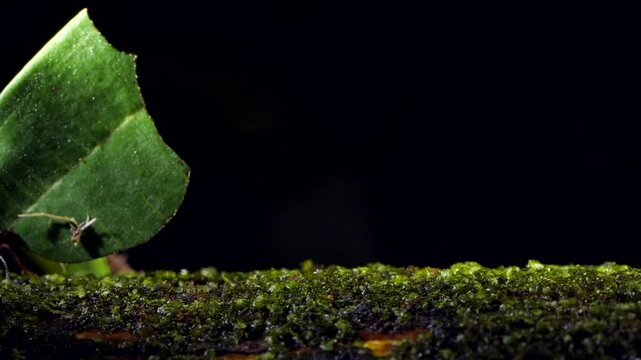 Leaf Cutter Ants (Atta sp.) carrying a leaf along a branch in slow motion. In the Ecuadorian Amazon, Yasuni National Park, Orellana province.