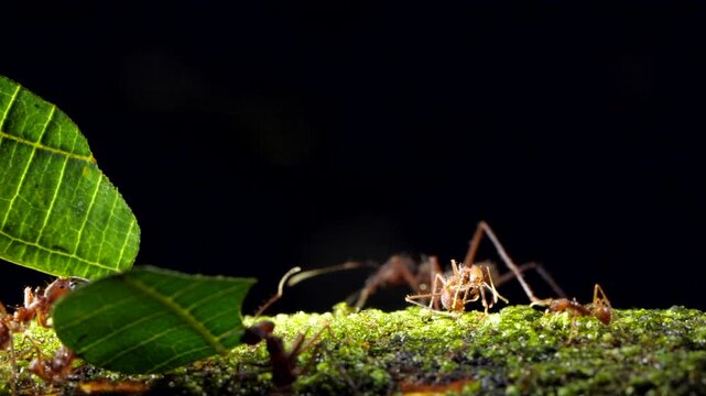 Leaf Cutter Ants (Atta sp.) carrying a leaf along a branch in slow motion. In the Ecuadorian Amazon, Yasuni National Park, Orellana province.