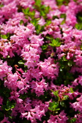 Fototapeta premium Honeybee Flying Above Pink Rhododendron Flowers