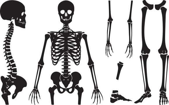 Black and white human skeleton illustration