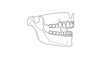 A detailed black and white line drawing of a human jaw and teeth. © Safa_Sekar Madinah