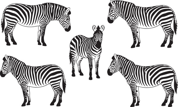 Five zebras standing in a line