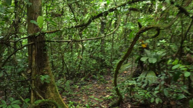 Walking through a tangle of lianas in tropical rainforest. In Yasuni National Park, Orellana province, Ecuador