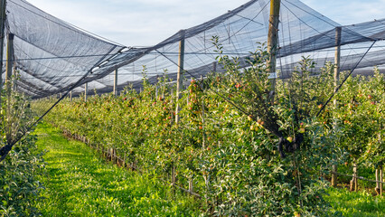 Apple trees grow in rows under protective nets in an orchard during daylight hours © Fleuronica