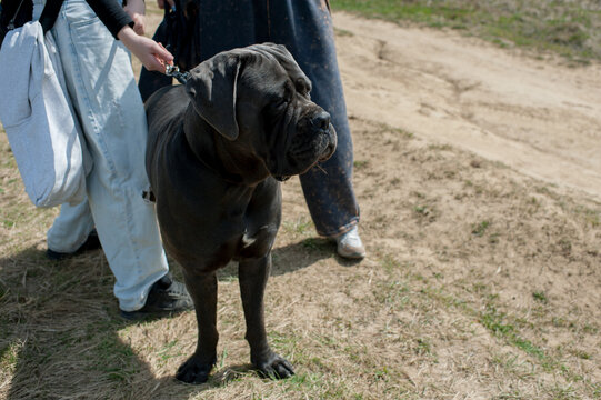 Powerful Italian Mastiff standing on the grass with its owner