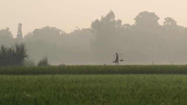 Bogura, Bangladesh - 17 May 2026: View of a farmer carrying a yoke across lush green rice paddies during a misty morning in the rural countryside.