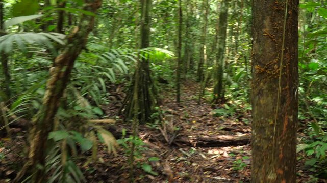 Walking through pristine lowland tropical rainforest, Ecuador. In Yasuni National Park, Orellana province, Ecuador
