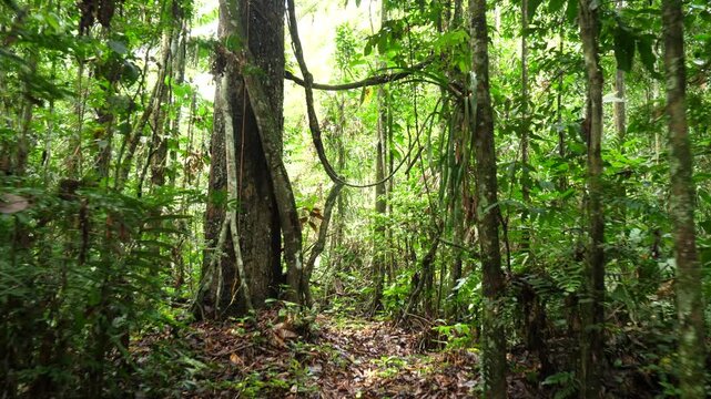 Walking through a tangle of lianas in tropical rainforest. In Yasuni National Park, Orellana province, Ecuador