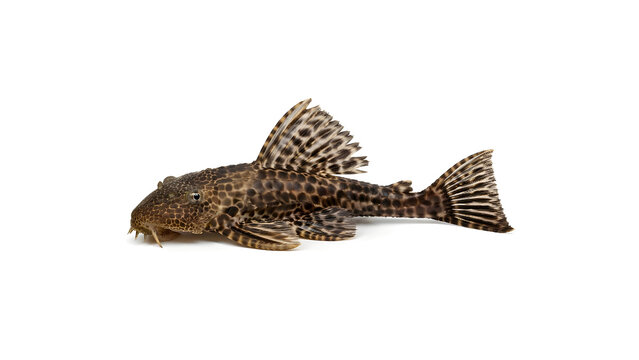 Leopard Pleco Fish Isolated on White Background.