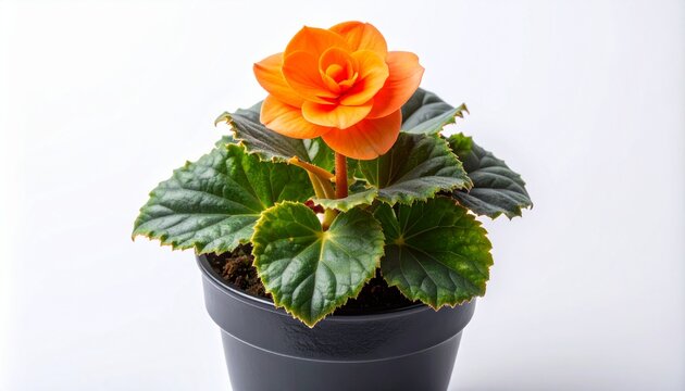 Vibrant Orange Begonia Flower in a Pot, a Bright and Cheerful Botanical Display with Lush Green Foliage