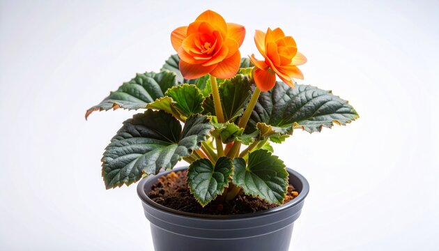 Close-up of vibrant orange begonia flowers in a black pot on a white background