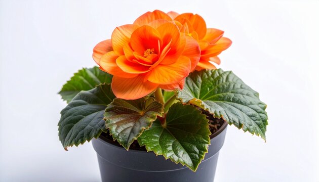 Vibrant Orange Begonia Flower in a Dark Pot, Brightening Any Space with its Lush Petals and Green Foliage on a Clean White Background