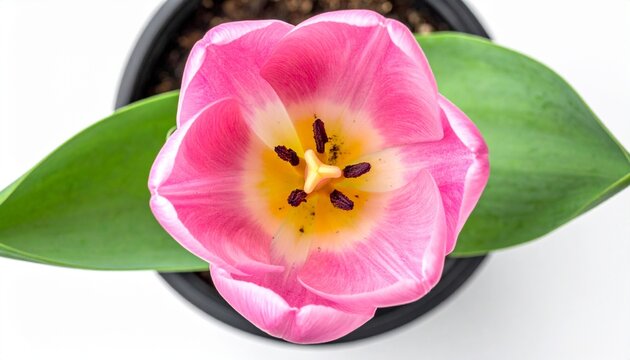 Close-up of a vibrant pink tulip with green leaves in a pot on a white background