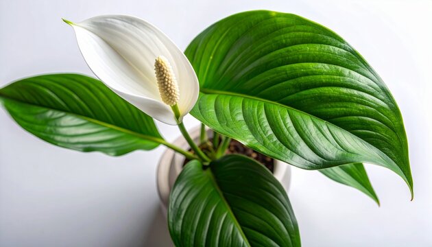Elegant Peace Lily Plant with Vibrant Green Leaves and Pristine White Bloom for Indoor Decor