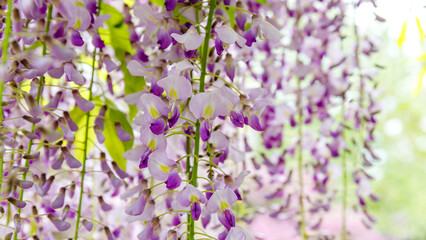 Obraz premium Wisteria flowers hang in clusters during spring season in a garden setting