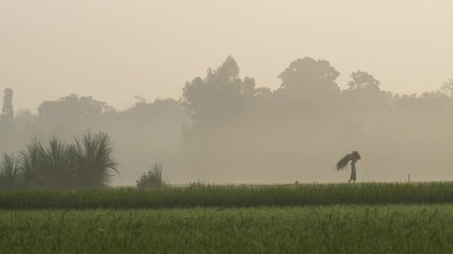 Bogura, Bangladesh - 17 May 2026: View of a farmer carrying a bundle on their head through a lush green field surrounded by thick morning mist and distant trees.