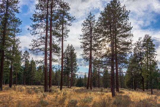 Ponderosa Pine Forest Near Sisters Oregon