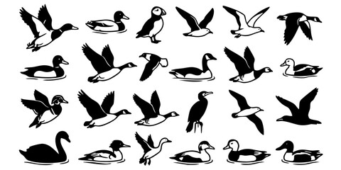 Various ducks and swans are flying or sitting in a natural environment outdoors. © Dhani