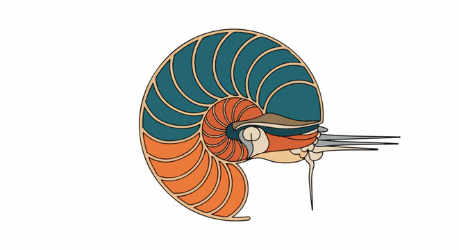 Stylized cross-section of a nautilus shell showing chambers and tentacles