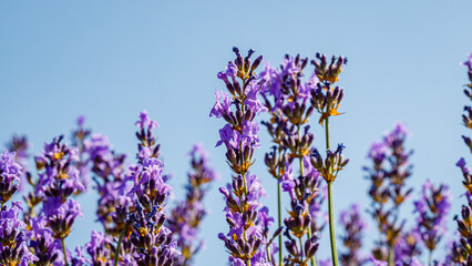 Fototapeta premium Lavender flowers bloom in a sunny field surrounded by clear blue sky during the summer season