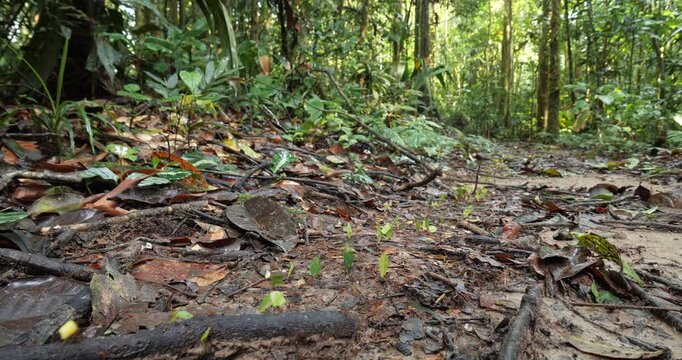 Trail of Leaf Cutter Ants (Atta sp.) on the rainforest floor. Carrying pieces of cut leaves to their nest. In pristine rainforest, Yasuni National Park, Orellana province, the Ecuadorian Amazon.