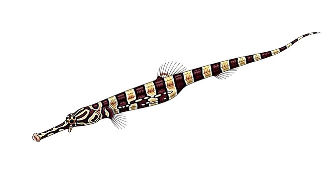 Banded pipefish illustration isolated on a white background