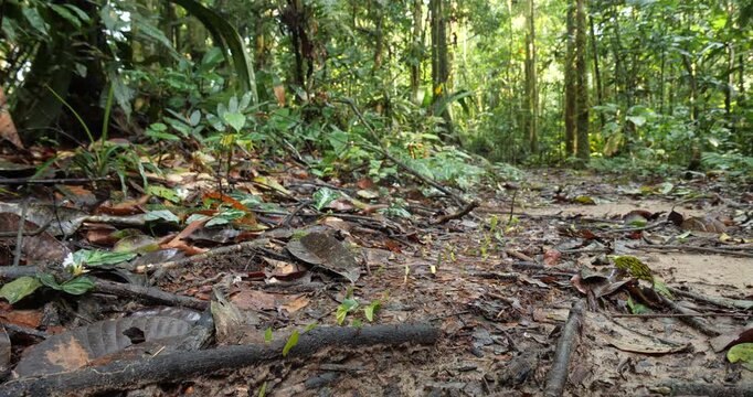 Trail of Leaf Cutter Ants (Atta sp.) on the rainforest floor. Carrying pieces of cut leaves to their nest. In pristine rainforest, Yasuni National Park, Orellana province, the Ecuadorian Amazon.