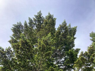 Fototapeta premium 木, 空, 自然, 森, 緑, 葉, サマー, 太陽, 木の葉, 白樺, シラカバ, 枝, 漫画, 集中線, 風景, 太陽光, カバノキ, ブランチ, 公園, 松, 雲, 植える, 花, モミ, Tree, sky, nature, forest, green, leaves, summer, sun, tree leaves, birch, white birch, branches, cart