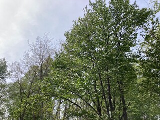 Fototapeta premium 木, 空, 自然, 森, 緑, 葉, サマー, 太陽, 木の葉, 白樺, シラカバ, 枝, 漫画, 集中線, 風景, 太陽光, カバノキ, ブランチ, 公園, 松, 雲, 植える, 花, モミ, Tree, sky, nature, forest, green, leaves, summer, sun, tree leaves, birch, white birch, branches, cart