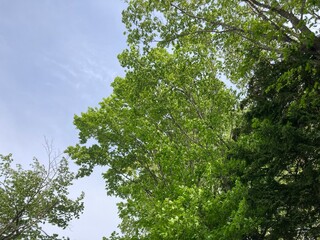 Fototapeta premium 木, 空, 自然, 森, 緑, 葉, サマー, 太陽, 木の葉, 白樺, シラカバ, 枝, 漫画, 集中線, 風景, 太陽光, カバノキ, ブランチ, 公園, 松, 雲, 植える, 花, モミ, Tree, sky, nature, forest, green, leaves, summer, sun, tree leaves, birch, white birch, branches, cart