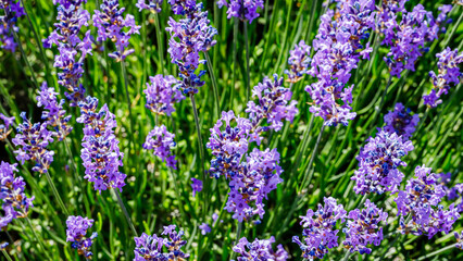 Fototapeta premium Lavender flowers bloom in a sunny garden during springtime in a rural landscape