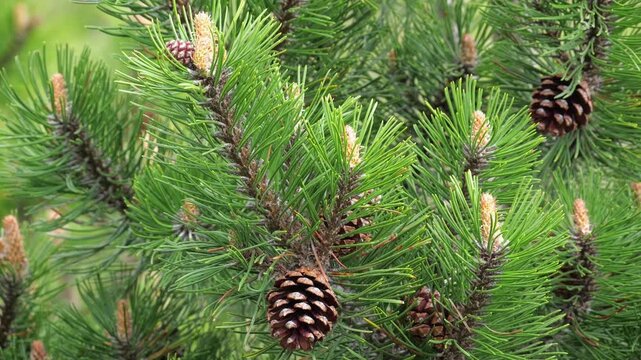 Branchs of Mugo pine (Pinus mugo Turra), with inflorescences and pine cones in spring, moved by the wind