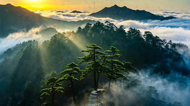 Mist Lingers in Pine Valleys: Serene Mountain Wilderness