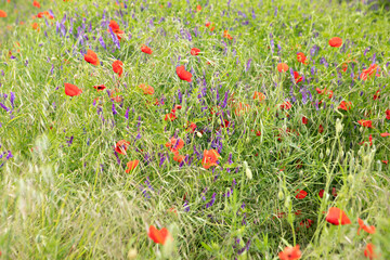 bouquet de fleurs champêtre © christine