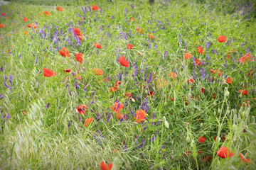bouquet de fleurs champêtre © christine