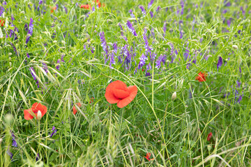 bouquet de fleurs champêtre © christine