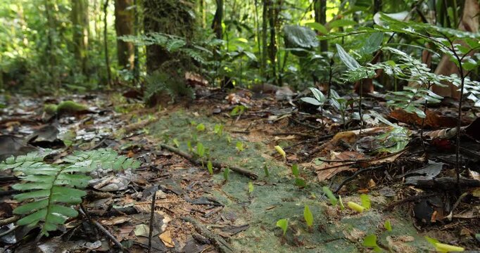 Trail of Leaf Cutter Ants (Atta sp.) on the rainforest floor. Carrying pieces of cut leaves to their nest. In pristine rainforest, Yasuni National Park, Orellana province, the Ecuadorian Amazon.