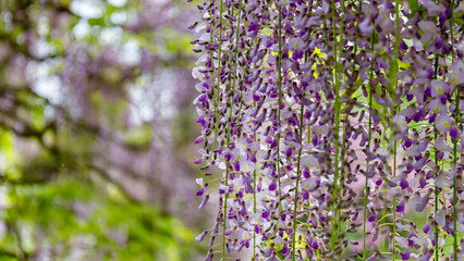 Obraz premium Wisteria flowers hang from vines in a garden during springtime with some green leaves in the background