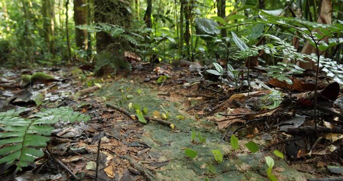 Trail of Leaf Cutter Ants (Atta sp.) on the rainforest floor. Carrying pieces of cut leaves to their nest. In pristine rainforest, Yasuni National Park, Orellana province, the Ecuadorian Amazon.